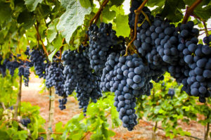 concord grape vines