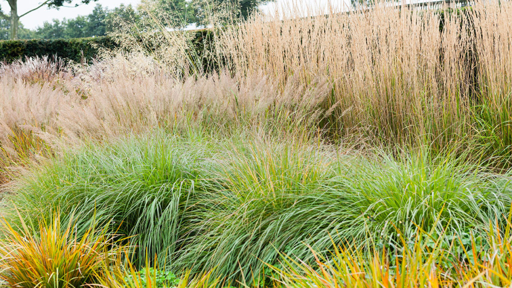 A Guide To Gardening With Ornamental Grasses The Tree Center™