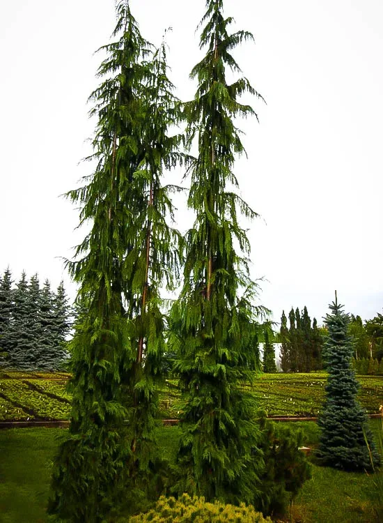 Green Arrow Alaskan Cedar Trees For Sale