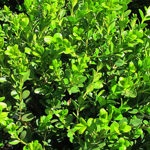 Green Beauty Boxwood For Sale Online | The Tree Center