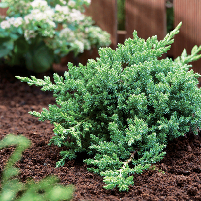 Green Mound Juniper For Sale Online | The Tree Center