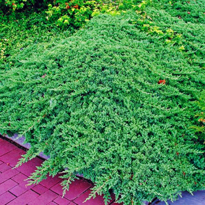 Green Mound Juniper For Sale Online | The Tree Center