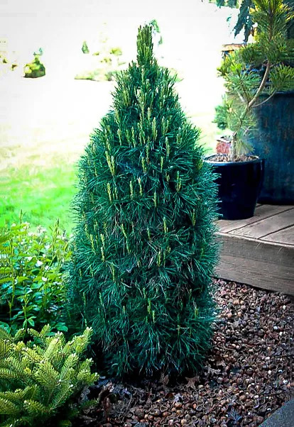 Green Penguin Scots Pine Trees For Sale | The Tree Center