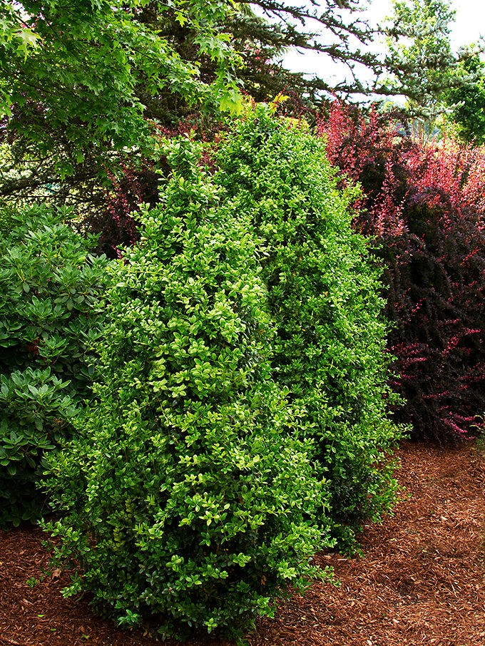 Variegated Boxwood Shrubs For Sale Online | The Tree Center