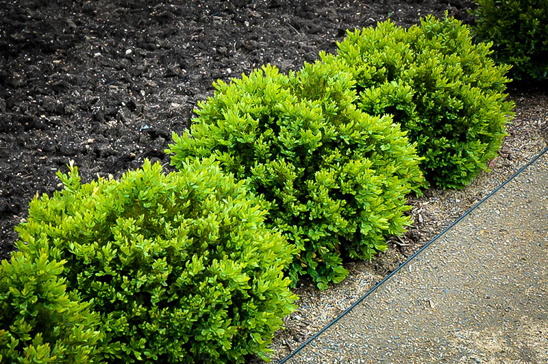 Green Velvet Boxwood Shrubs For Sale The Tree Center 4626