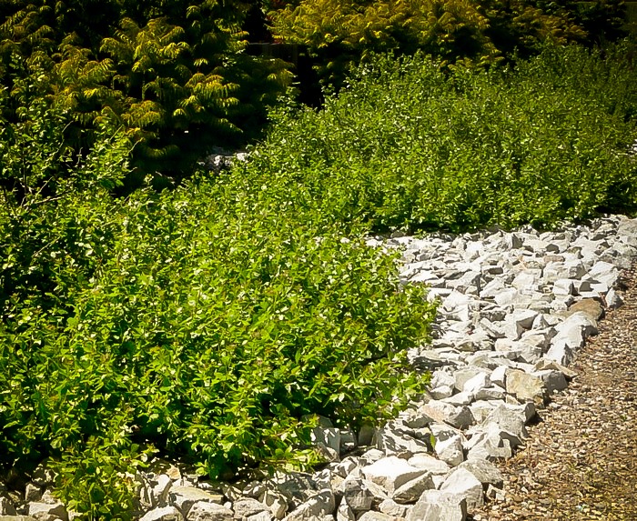 Gro Low Sumac Shrubs For Sale Online The Tree Center