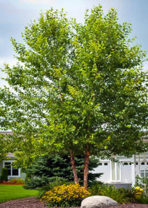 Heritage Birch Clump Trees For Sale | The Tree Center