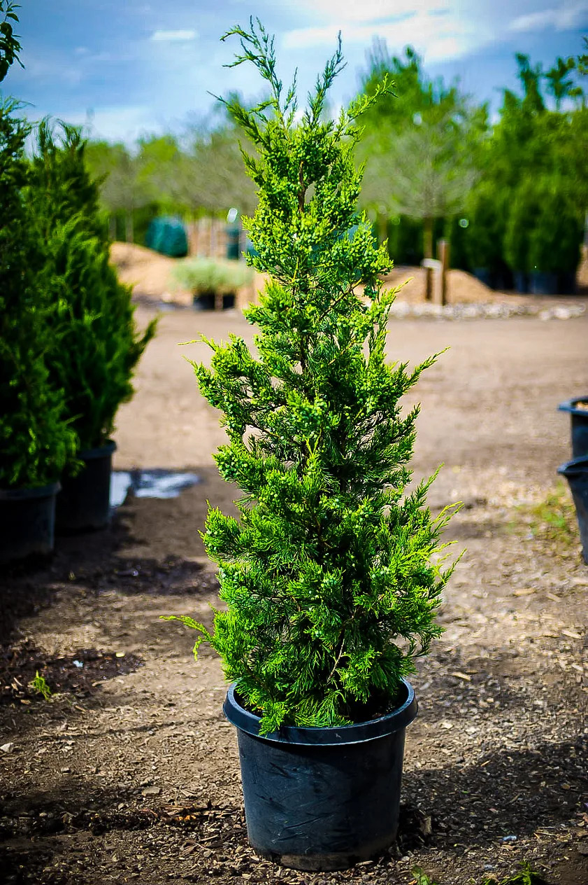 Green Columnar Juniper Tree For Sale | The Tree Center