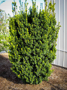 Yew Trees For Sale Online | The Tree Center