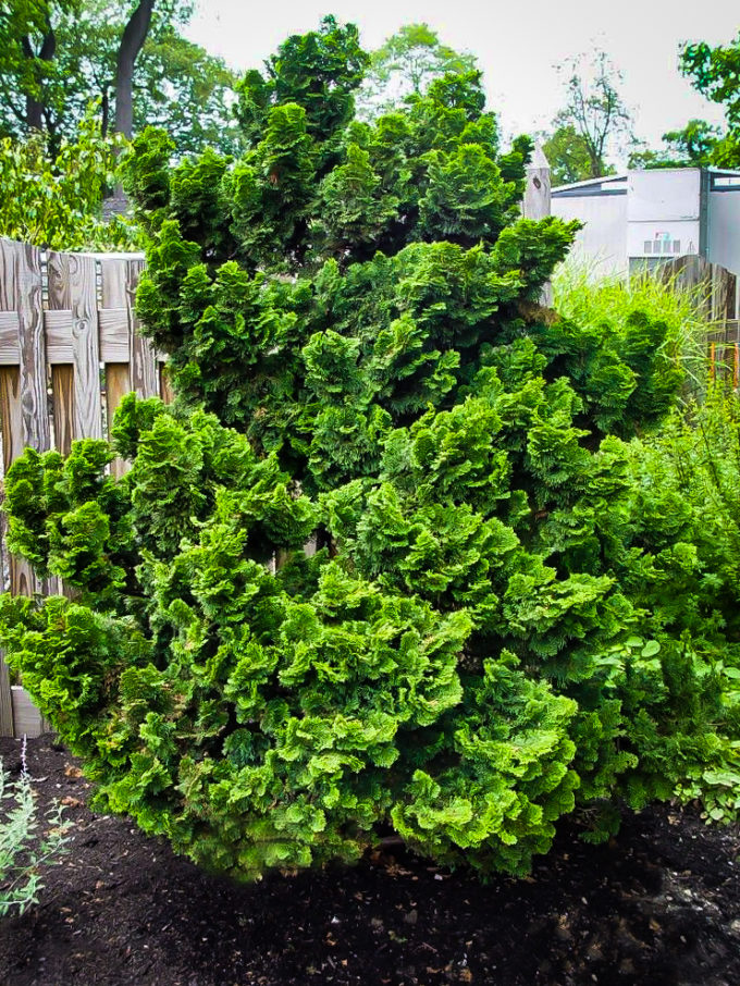 Graceful Dwarf Hinoki Cypress Shrubs For Sale Online | The Tree Center