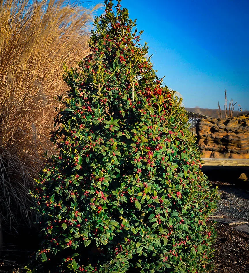 Christmas Jewel Holly Trees For Sale The Tree Center