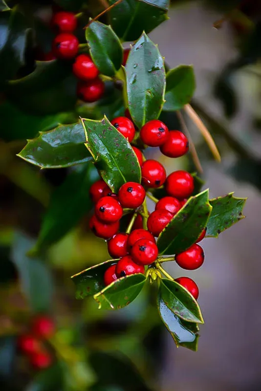 Christmas Jewel Holly Trees For Sale The Tree Center