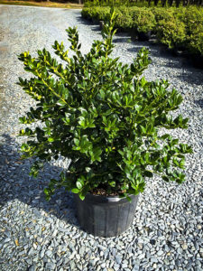 Dwarf Burford Holly Bushes For Sale | The Tree Center