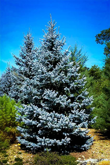 Hoopsii Blue Spruce Trees For Sale | The Tree Center