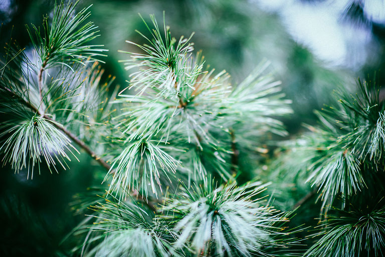 Pine Trees For Sale | Buy Pine Trees | The Tree Center