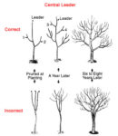 Guide To Meyer Lemon Tree | Planting & Grow Guide For Meyer Lemon Tree