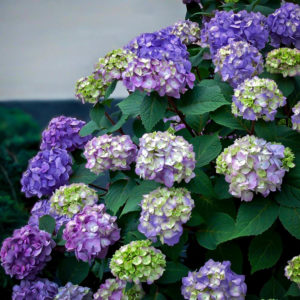 Buy Endless Summer Bloomstruck® Hydrangea | The Tree Center