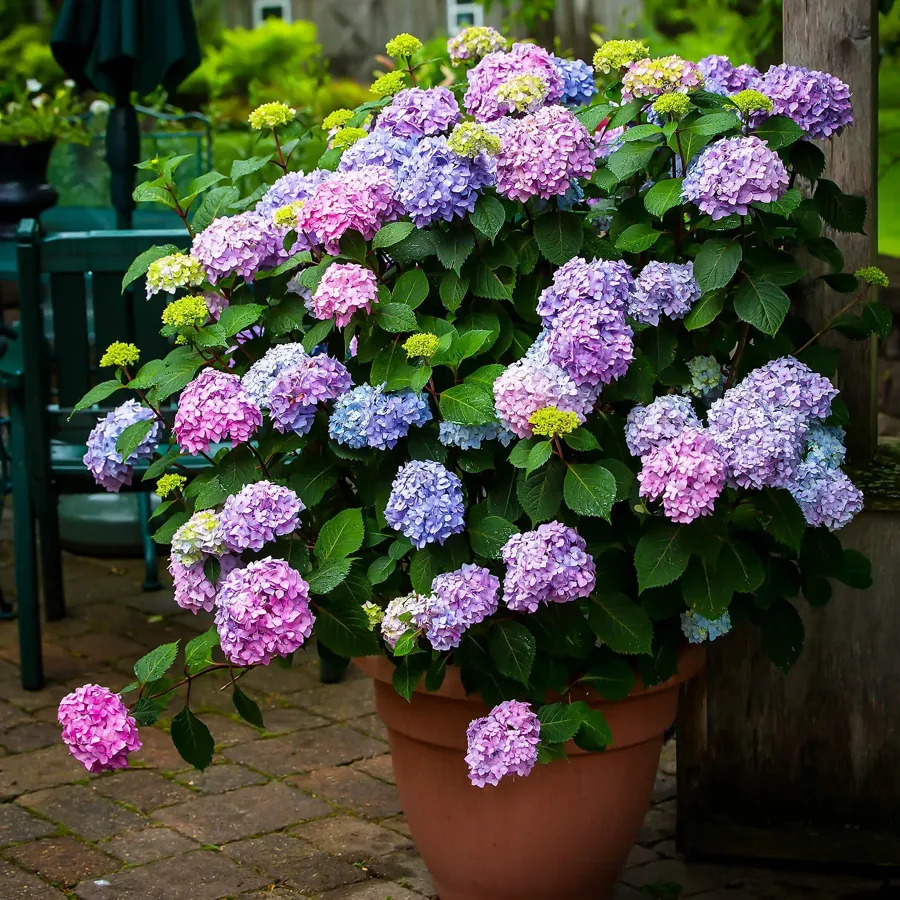 Buy Endless Summer Bloomstruck® Hydrangea | The Tree Center