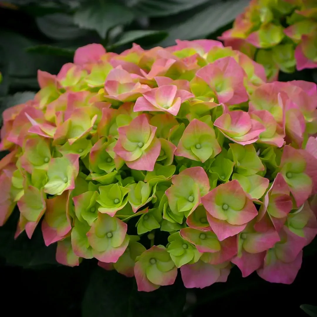 Image of Cityline Limelight hydrangea