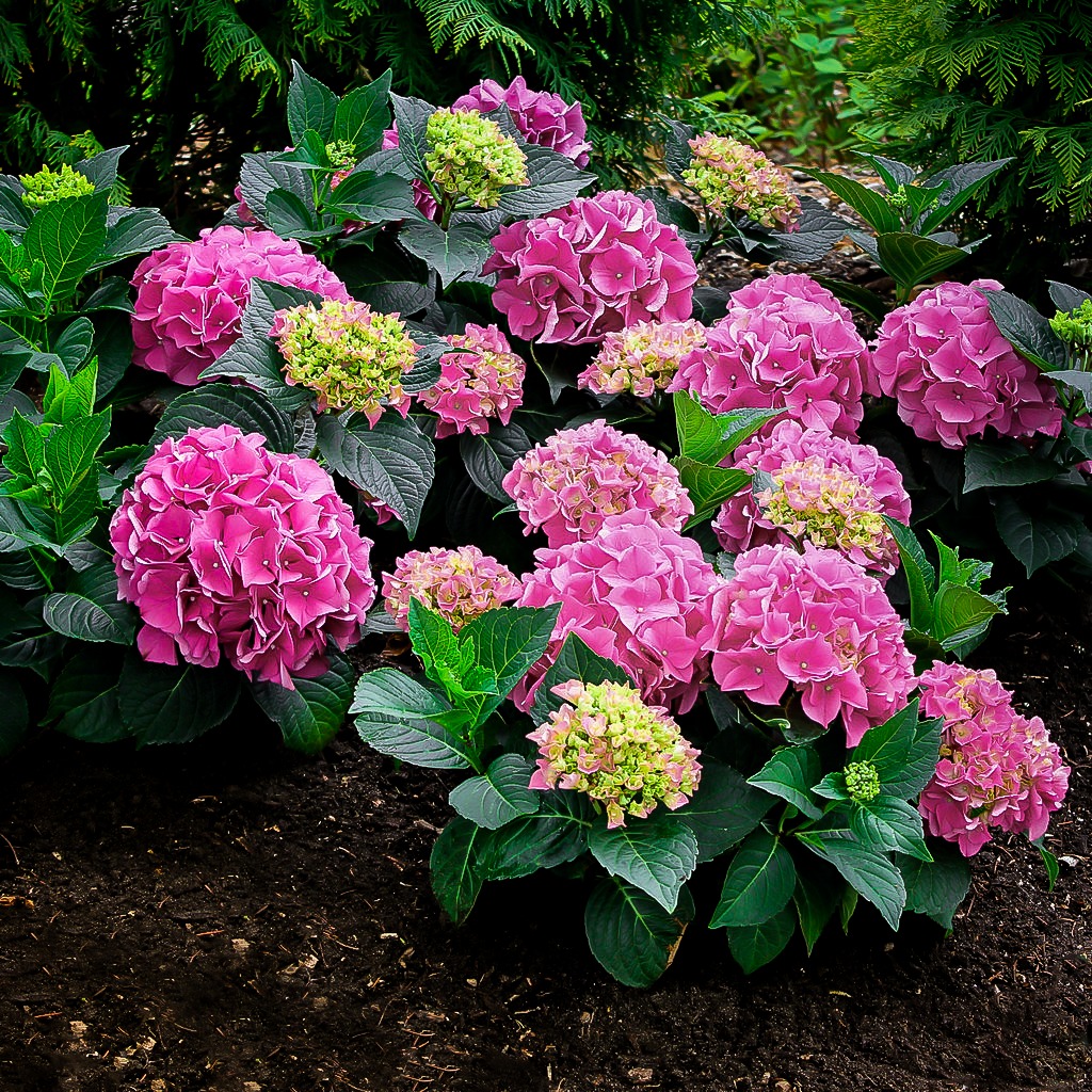 Cityline® Berlin Hydrangea For Sale Online | The Tree Center