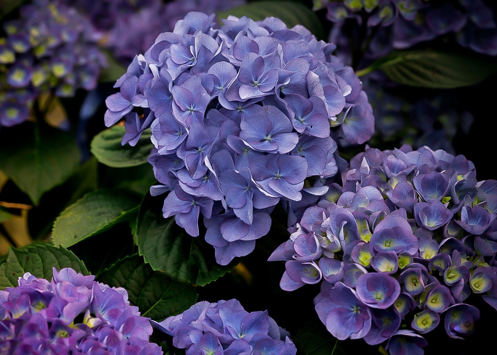 Cityline Rio Hydrangea Shrubs For Sale Online | The Tree Center