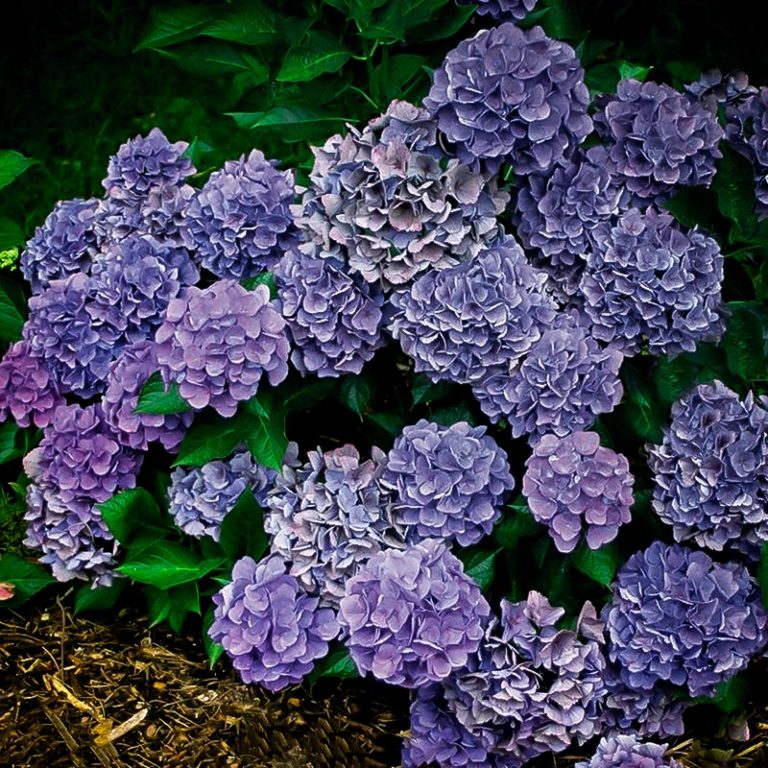 Cityline Venice Hydrangea For Sale Online 