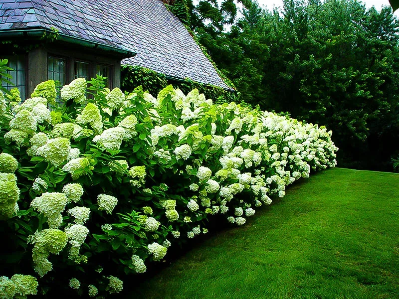 Image of Perennials and Limelight Hydrangeas