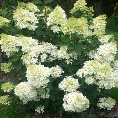 An Update for the PG Hydrangea | The Tree Center™