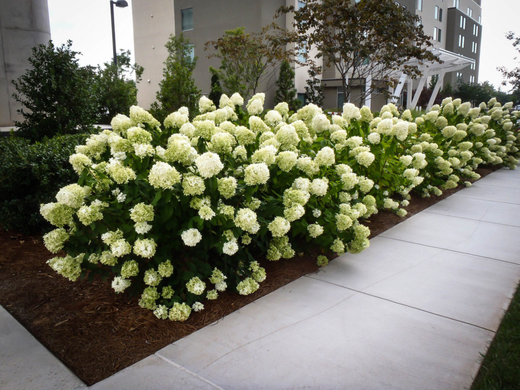 White Wedding Panicle Hydrangeas For Sale | The Tree Center