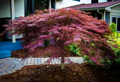 Inaba Shidare Japanese Maple For Sale Online | The Tree Center