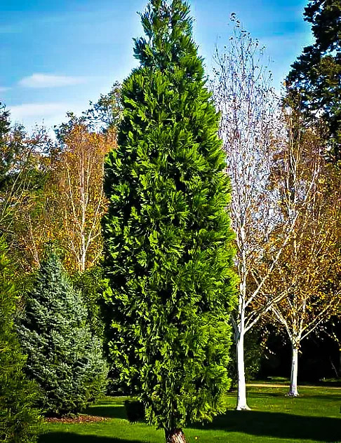 California Incense Cedar Trees For Sale Online | The Tree Center