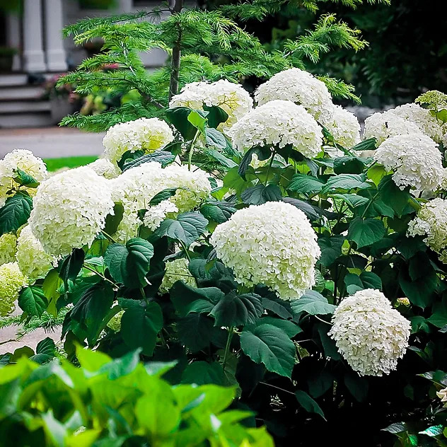 Incrediball Hydrangea Shrubs For Sale Online | The Tree Center