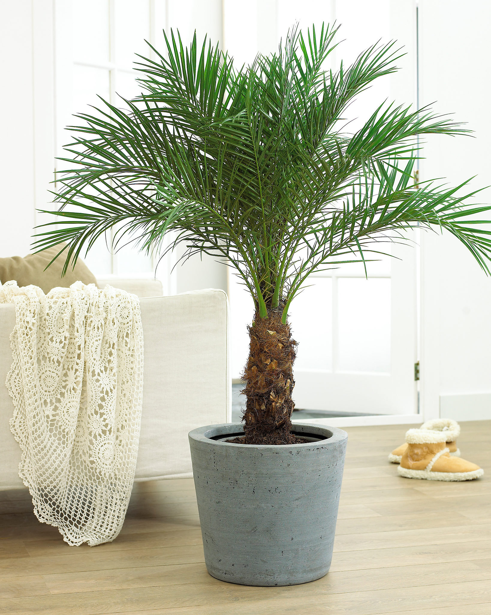 how-to-grow-palm-trees-indoors-the-tree-center