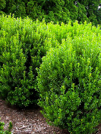 Savannah Holly Trees For Sale | The Tree Center