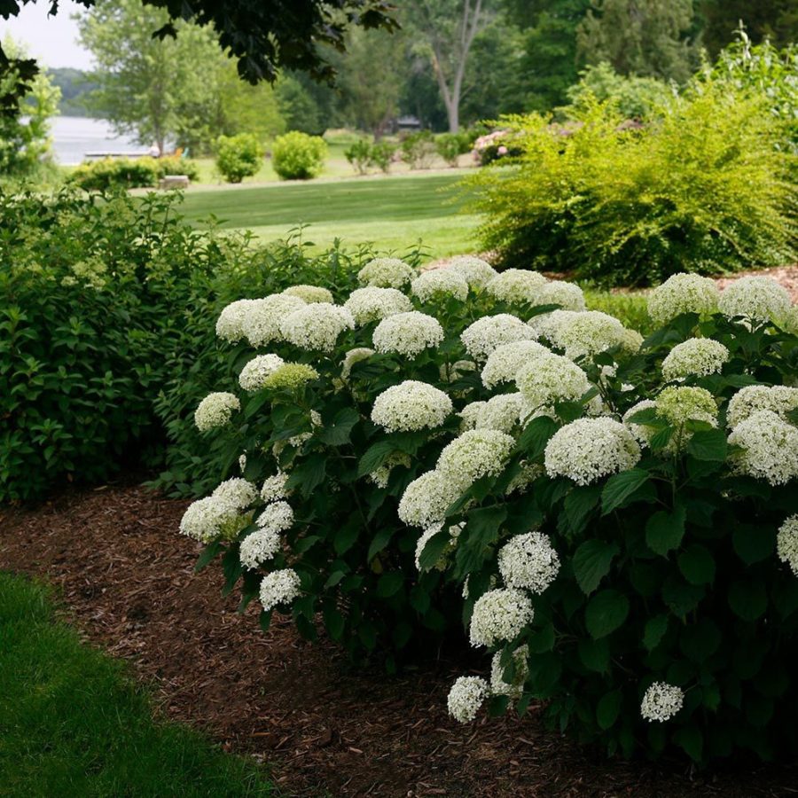 Invincibelle Wee White Hydrangeas For Sale Online | The Tree Center