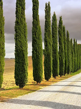 types of cypress trees