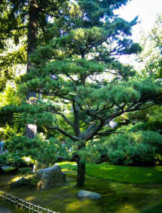 Japanese Black Pine Trees For Sale Online | The Tree Center