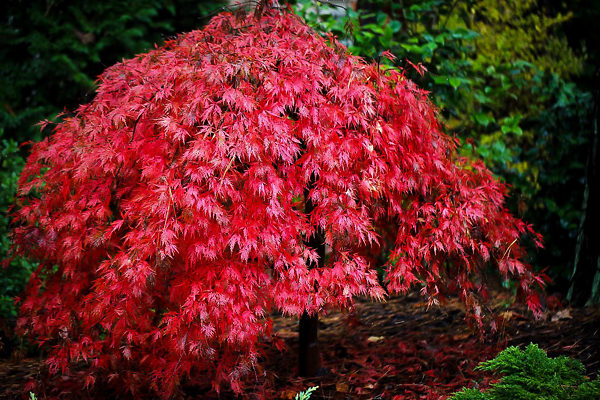 How to properly shape/form/stake this Japanese Maple? | Lawn Care Forum