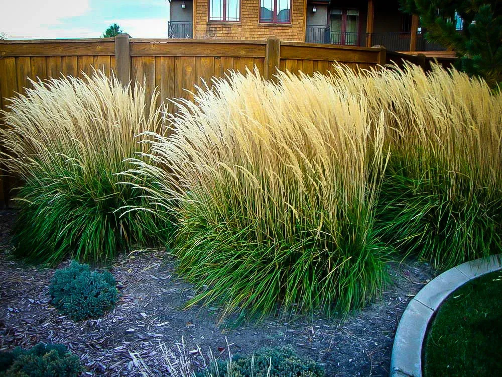 Karl Foerster Feather Reed Grass For Sale | The Tree Center