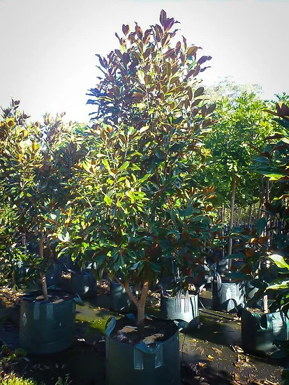 Magnolia Trees For Sale Online 