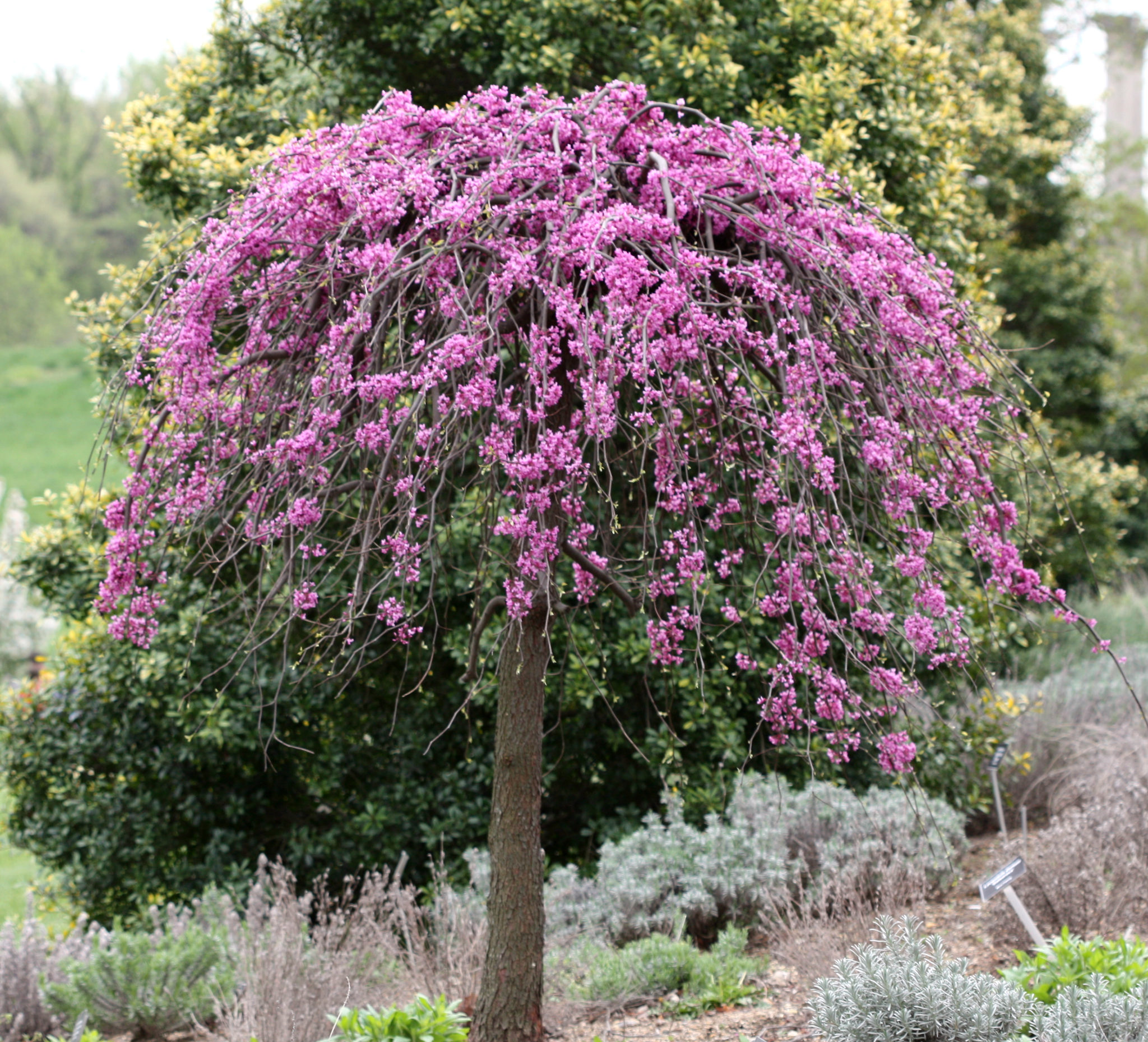 Lavender Twist Redbud Shrubs For Sale Online | The Tree Center