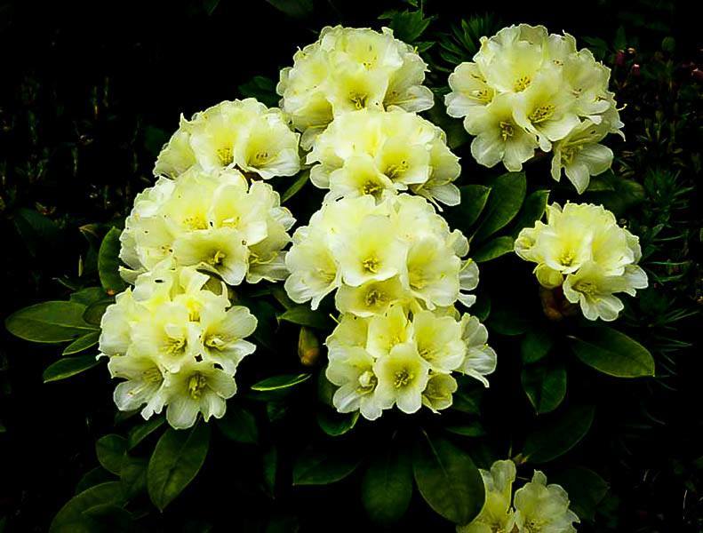 Yellow Rhododendron For Sale The Tree Center