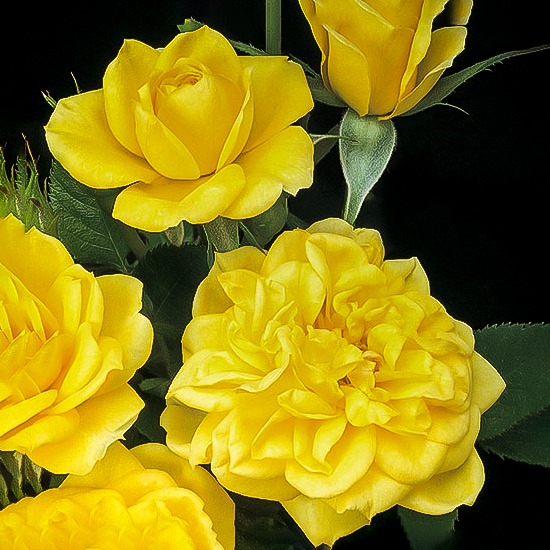 Lemon Drop Miniature Rose Trees For Sale Online | The Tree Center