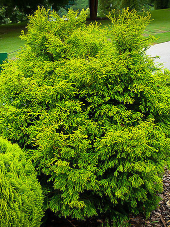 Golden Hinoki Cypress 'Crippsii' For Sale | The Tree Center