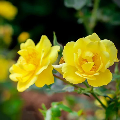 Lemon Zest Oso Easy Landscape Rose Shrubs For Sale Online | The Tree Center