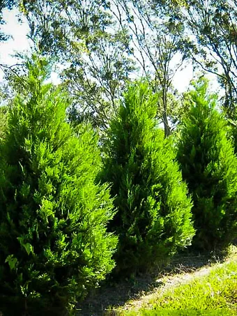 cypress trees for privacy