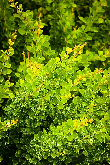 Lime Glow Japanese Barberry Shrubs For Sale | The Tree Center