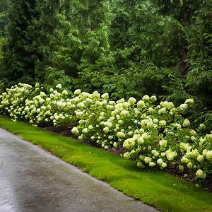 Little Lime Hydrangea | Buy Little Lime Hydrangea | The Tree Center