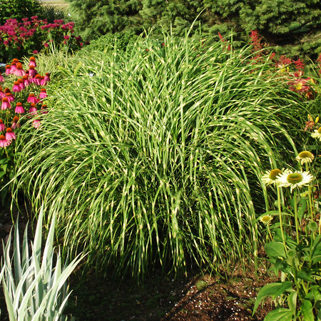 Little Zebra Grass For Sale Online | The Tree Center