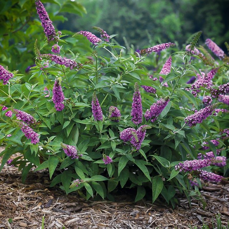 LO & BEHOLD® Pink Micro Chip Butterfly Bush | The Tree Center